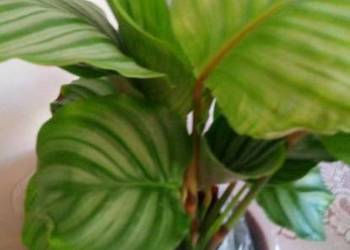 0Kwiaty doniczkowe Calathea orbifolia (Kalatea okrągłolistna