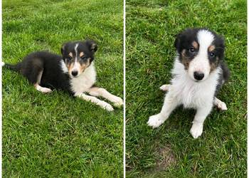 Piesek i suczka Owczarek Szkocki Collie