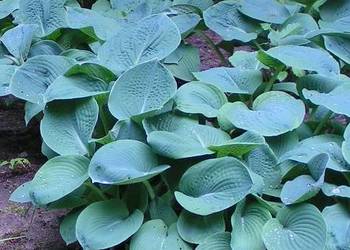 Trwałe byliny do cienia - Hosta, Funkia