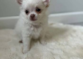Biały długowłosy szczeniak rasy chihuahua szuka domu