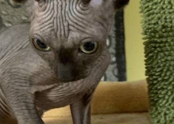 Sfinks Kanadyjski. Do odbioru kocurek. Rodowód