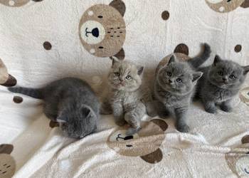 Wyjątkowe kocięta brytyjskie