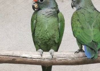 Piony niebieskogłowe z 2025r. Piony niebieskogłowe z 2025r.