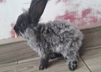 Królik angora samica