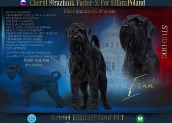 Sznaucer średni czarny ZKwP FCI miot - odbiór w połowie marca