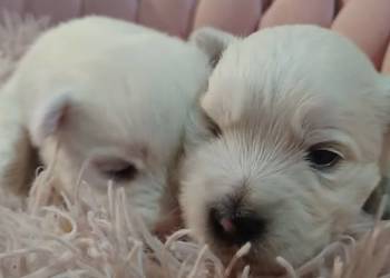 West Highland White Terrier do odbioru na Mikołaja
