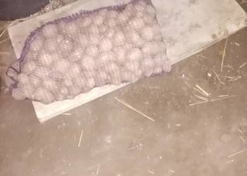 Ziemniaki lordy/soraja sadzeniaki