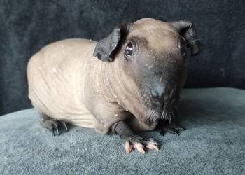 Świnka morska cavia skinny Baldwin US Teddy cavia z hodowli