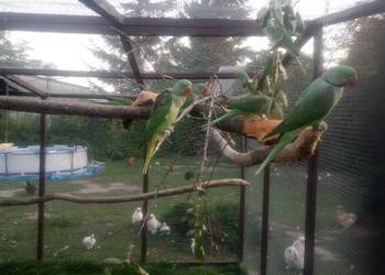 Aleksandretty większe 3szt