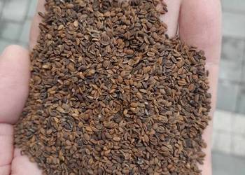 Sprzedam facelia