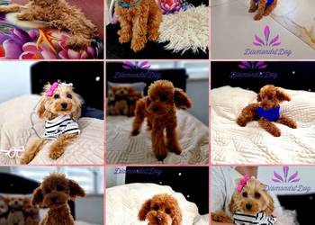 Podchowany pudel toy sunia  Red Brown malutki xxs