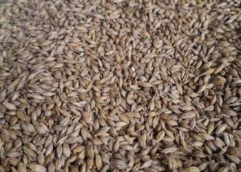 Jęczmień jary gruby 2025