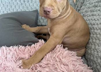 Rednos american Pit bull terrier - szczeniaki