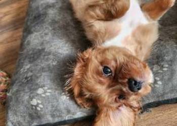 Szczeniaczek gotowy do nowego kochajocego domu cavalier king chars spanoel