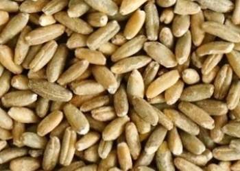 Żyto w tym 45 % hybryda 2025