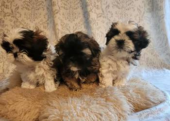 Sprzedam pieski z rodowodem ShihTzu