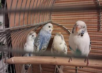 Młode papużki faliste