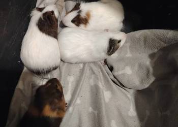 Świąteczna okazja Świnki morskie na sprzedaż