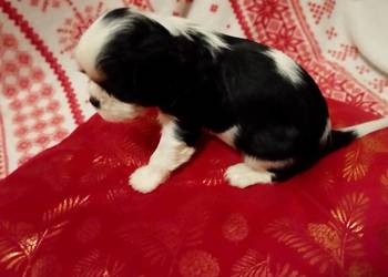 Cavalier king charles spaniel gotowe do zmiany domu piesek sunia