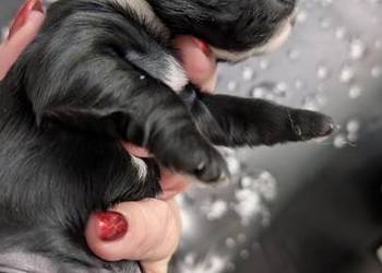 Szczenięta shih tzu z genem blue