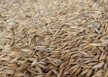 Owies 2025 okolice Dynowa Owies 2025 okolice Dynowa