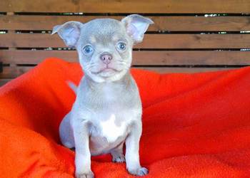 Suczka chihuahua liliowa