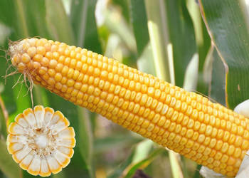 Materiał siewny kukurydza SM Boryna FAO 250