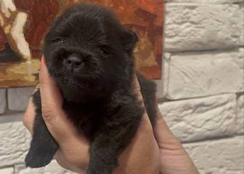 Szpic miniaturowy pomeranian boy