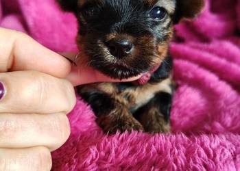 Yorkshire terrier do rezerwacji