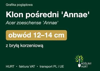 Klon pośredni 'Annae' (Acer zoeschense) obwód 12-14 cm, z bryłą – HURT