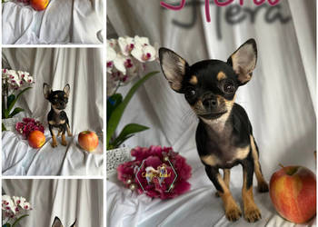 Chihuahua suczki z rodowodem black tricolor tan , brown tan