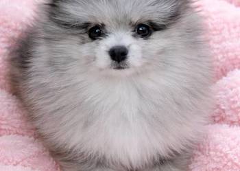 Sunia Szpic miniaturowy pomeranian Blue merle badania DNA !