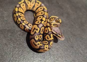 Samczyk Super Pastel poss Yb het Hypo