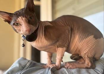 kocur sfinks reproduktor masywny