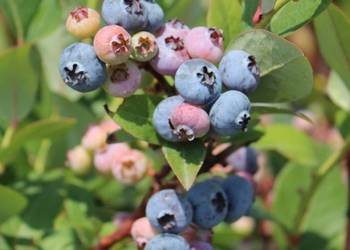 przedsprzedaz borówka