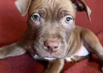 Pitbull