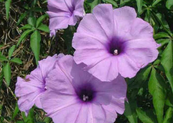 IPOMOEA PALMATA Ipomoea palmata  - NASIONA 100g