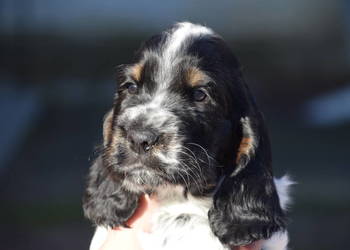 Cocker Spaniel Angielski - BonBon