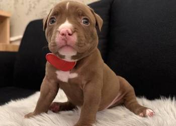 Suczka American Bully Pocket