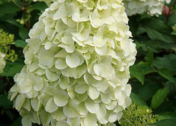 HORTENSJA BUKIETOWA HERCULES - sadzonki w doniczkach