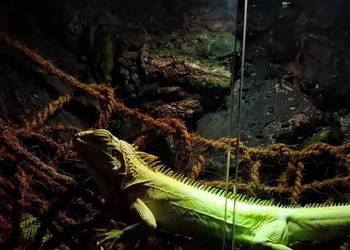 Okazja legwan albino