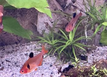 Sprzedam rybki 8 sztuk 30zł