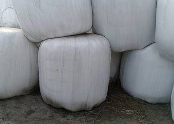 Kiszonka z trawy/ mieszanki gorzowskiej