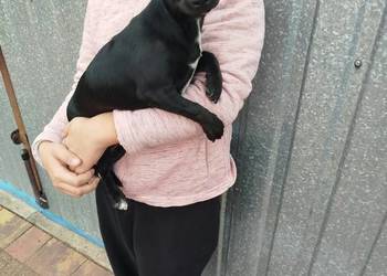 Śliczna suczka Chihuahua szuka kochającego domu!