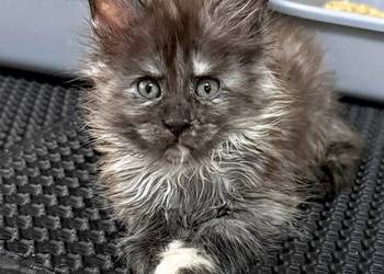 Maine Coon kotka opcja do hodowli po Championach