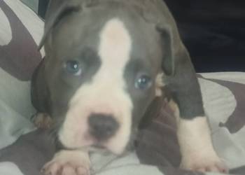 American Staffordshire Terrier Pies