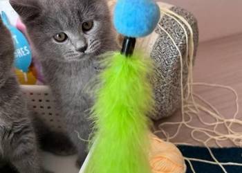 Kotka Brytyjska Krótkowłosa