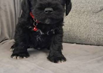 Sznaucer miniaturowy