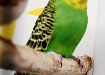 Papugi faliste samiec samica