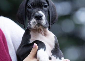 Czarny piesek dog niemiecki – FCI, importowane linie, 10 tygodni